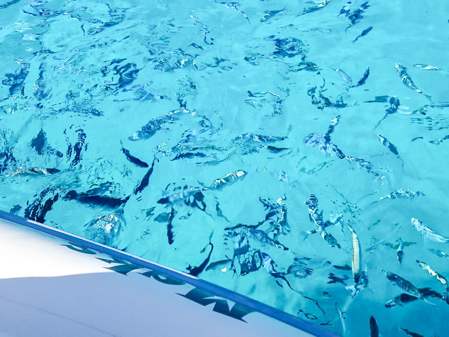 Kornati Lojena speedboat tour Green Bay 9